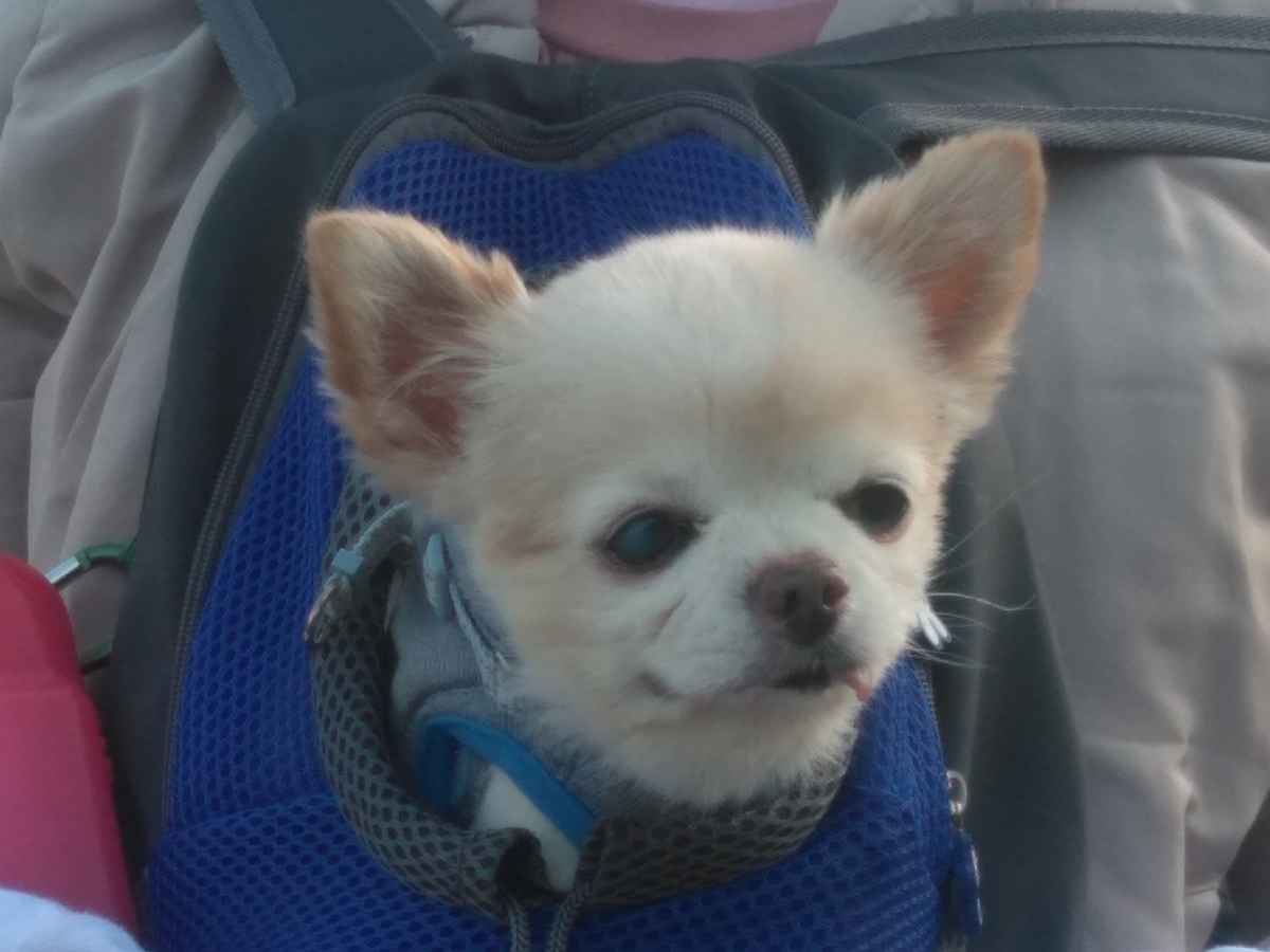 f:id:tiboko:20200426073514j:plain