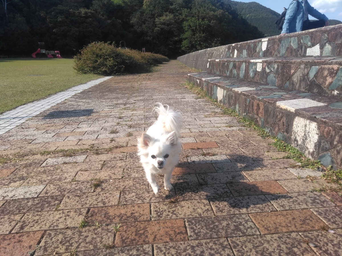 f:id:tiboko:20200426073548j:plain