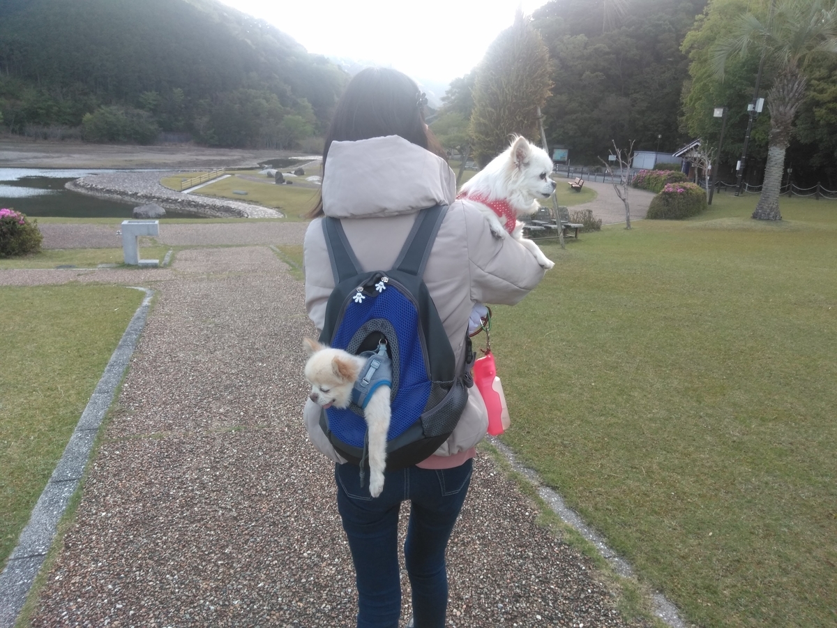 f:id:tiboko:20200426073618j:plain