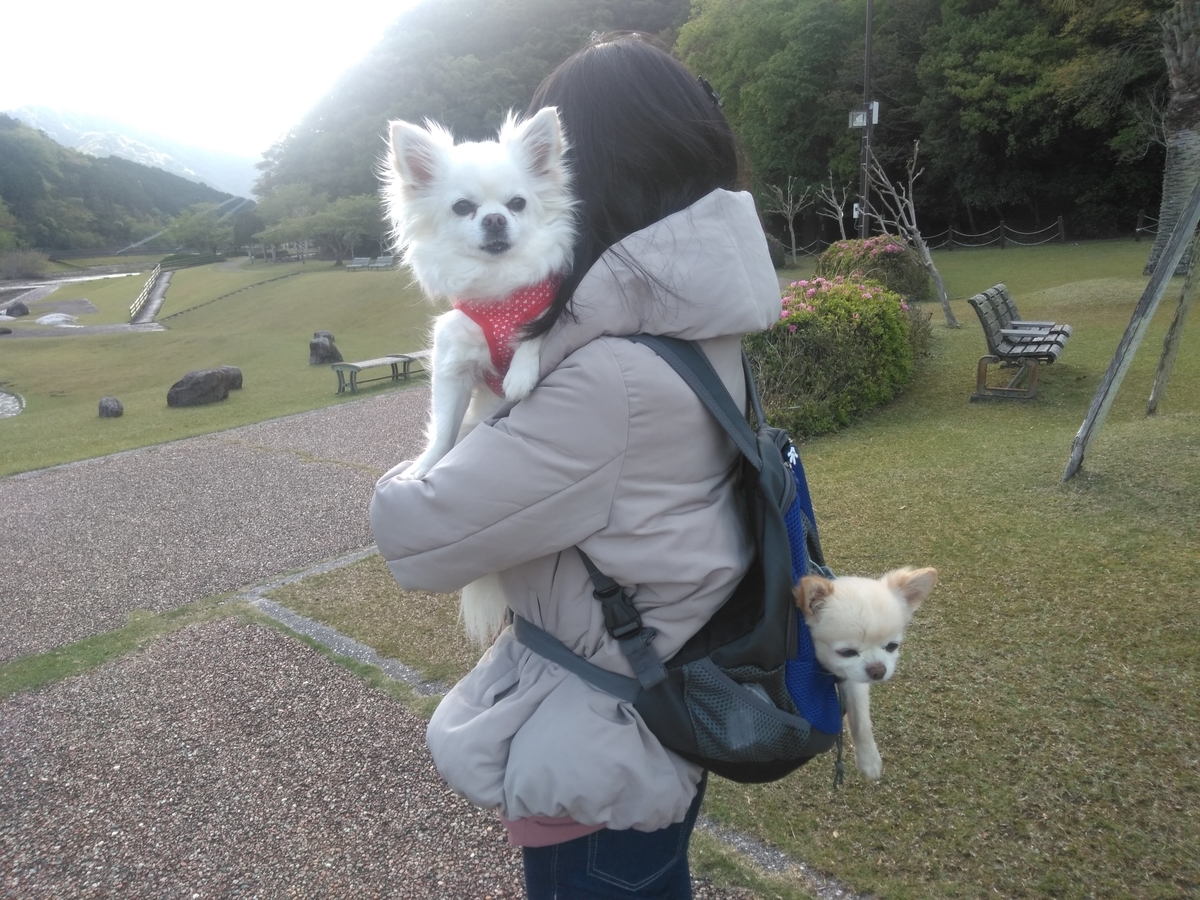 f:id:tiboko:20200426073857j:plain