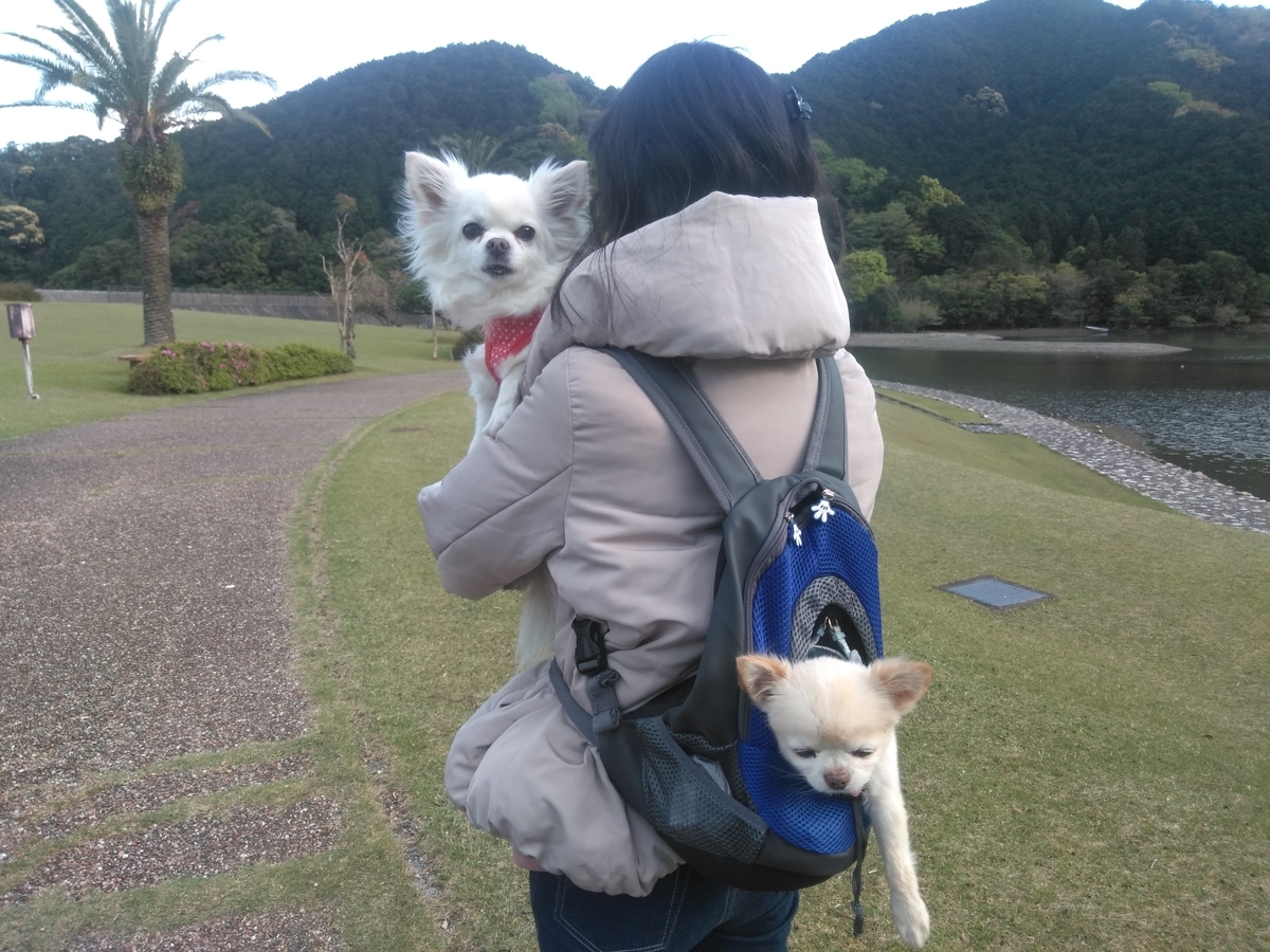 f:id:tiboko:20200426073936j:plain