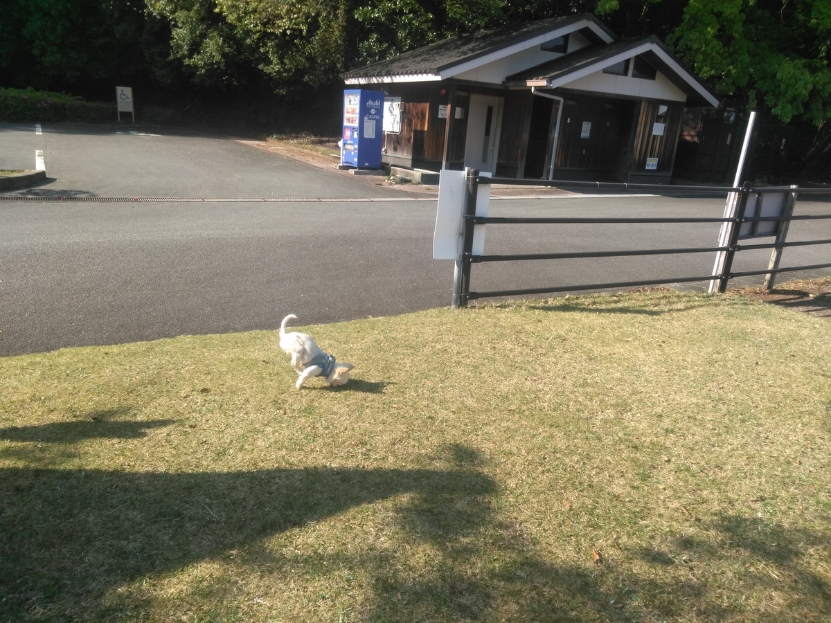 f:id:tiboko:20200426074256j:plain