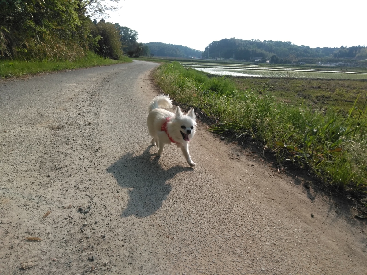 f:id:tiboko:20200503070548j:plain f:id:tiboko:20200503070548j:plain