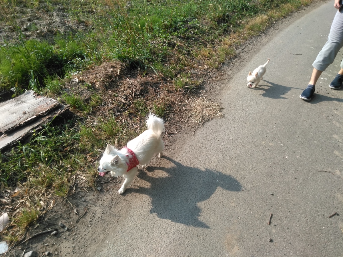 f:id:tiboko:20200503070614j:plain f:id:tiboko:20200503070614j:plain