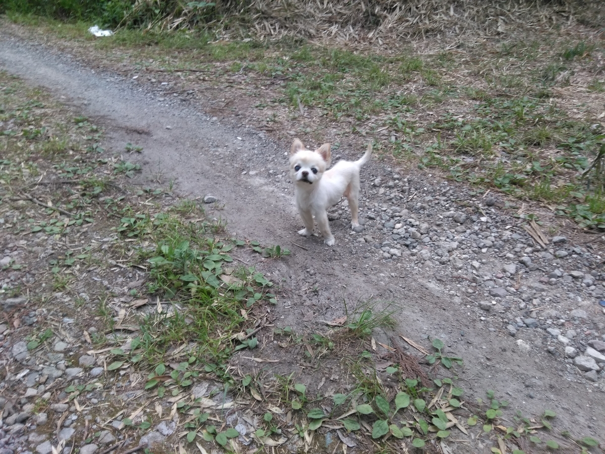 f:id:tiboko:20200503070856j:plain f:id:tiboko:20200503070856j:plain