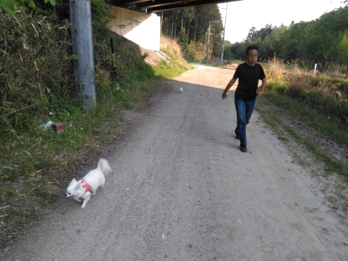 f:id:tiboko:20200503071017j:plain f:id:tiboko:20200503071017j:plain