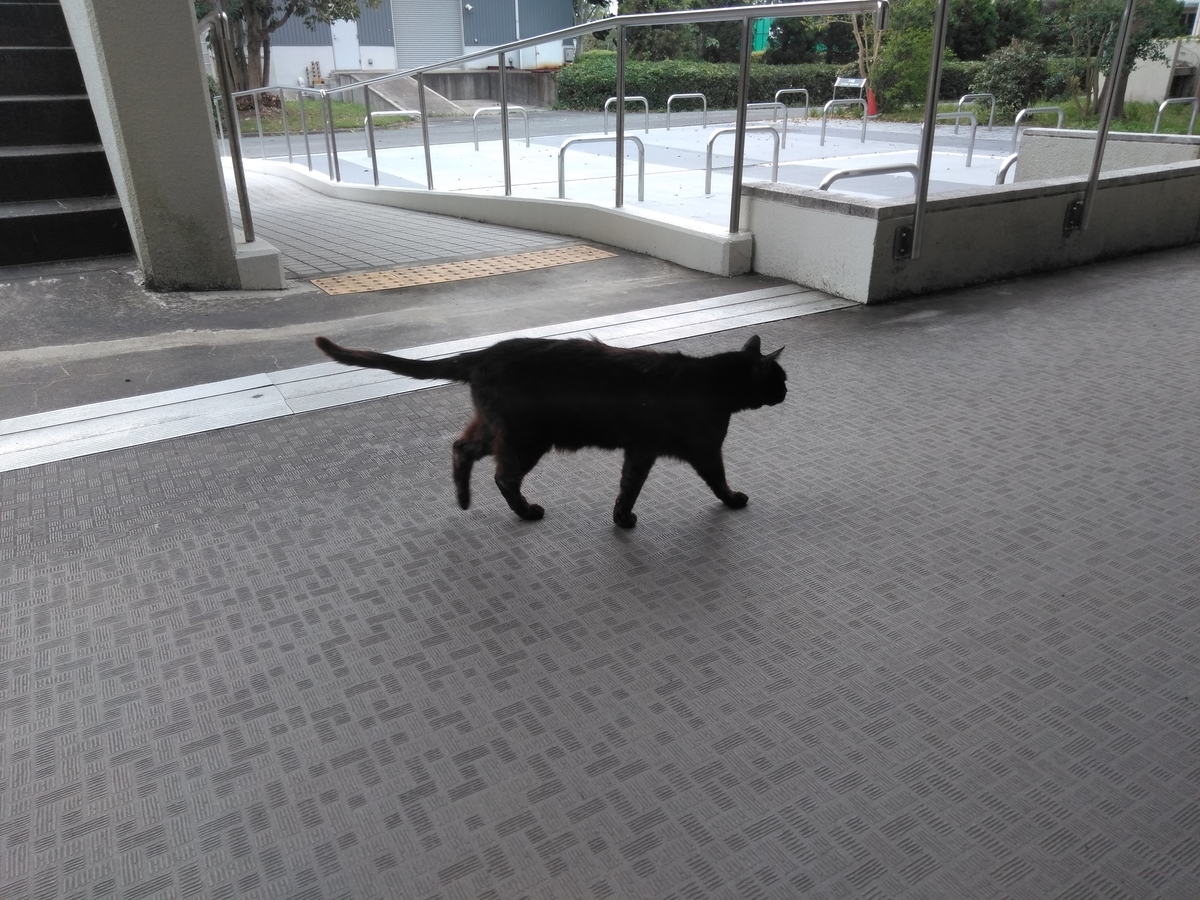 f:id:tiboko:20200504054721j:plain