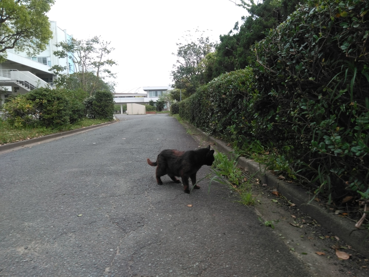 f:id:tiboko:20200504054818j:plain