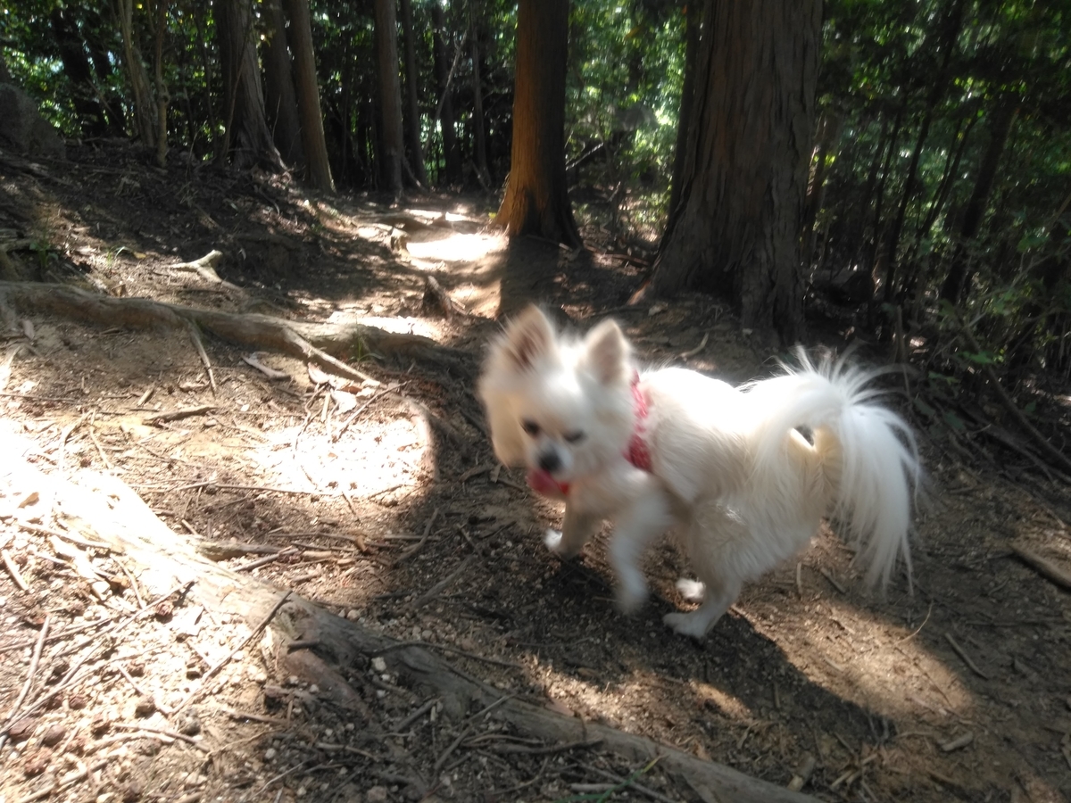 f:id:tiboko:20200609053755j:plain