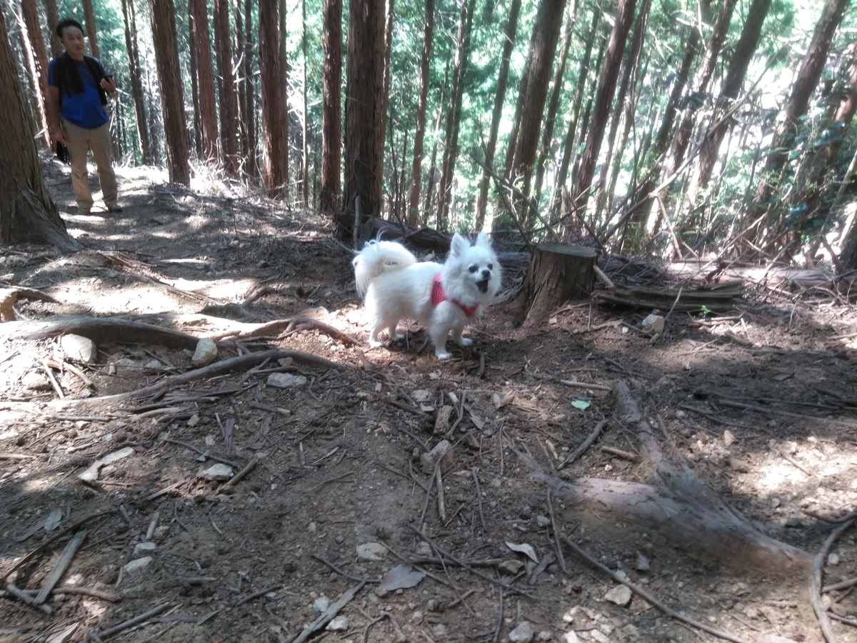 f:id:tiboko:20200609053840j:plain