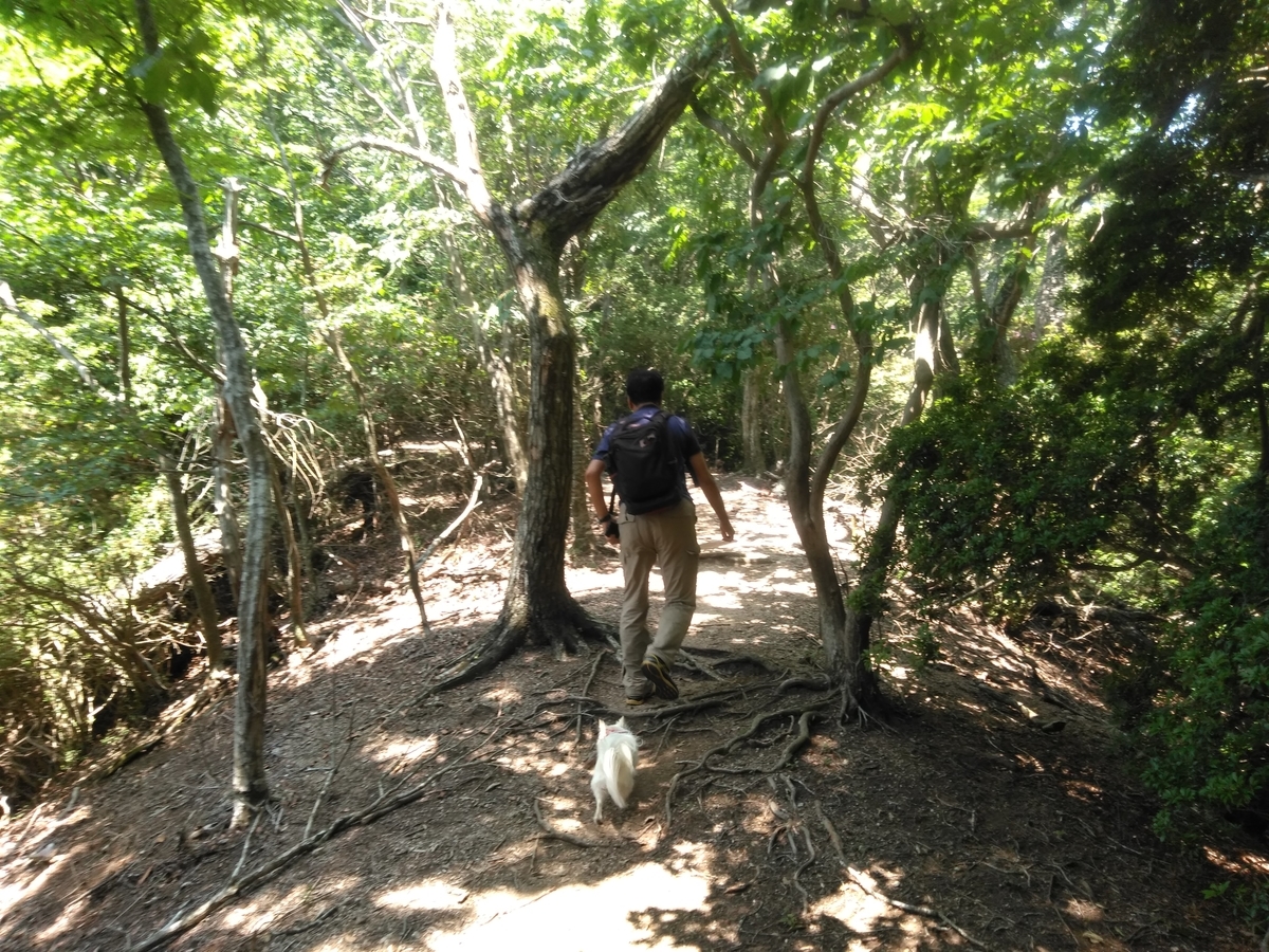 f:id:tiboko:20200609053942j:plain