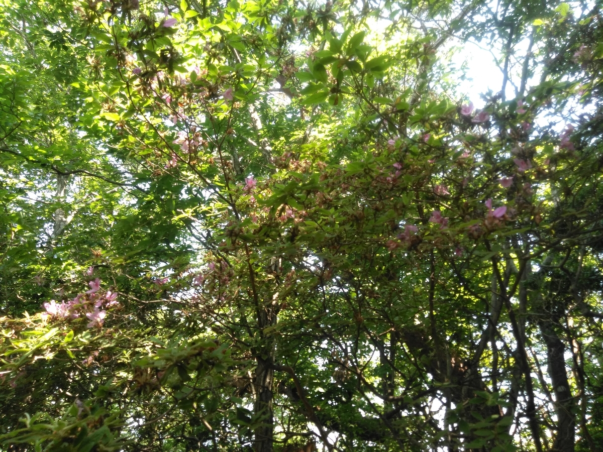 f:id:tiboko:20200609054015j:plain