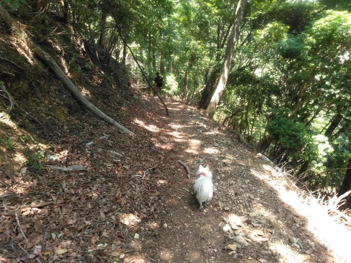 f:id:tiboko:20200609054302j:plain