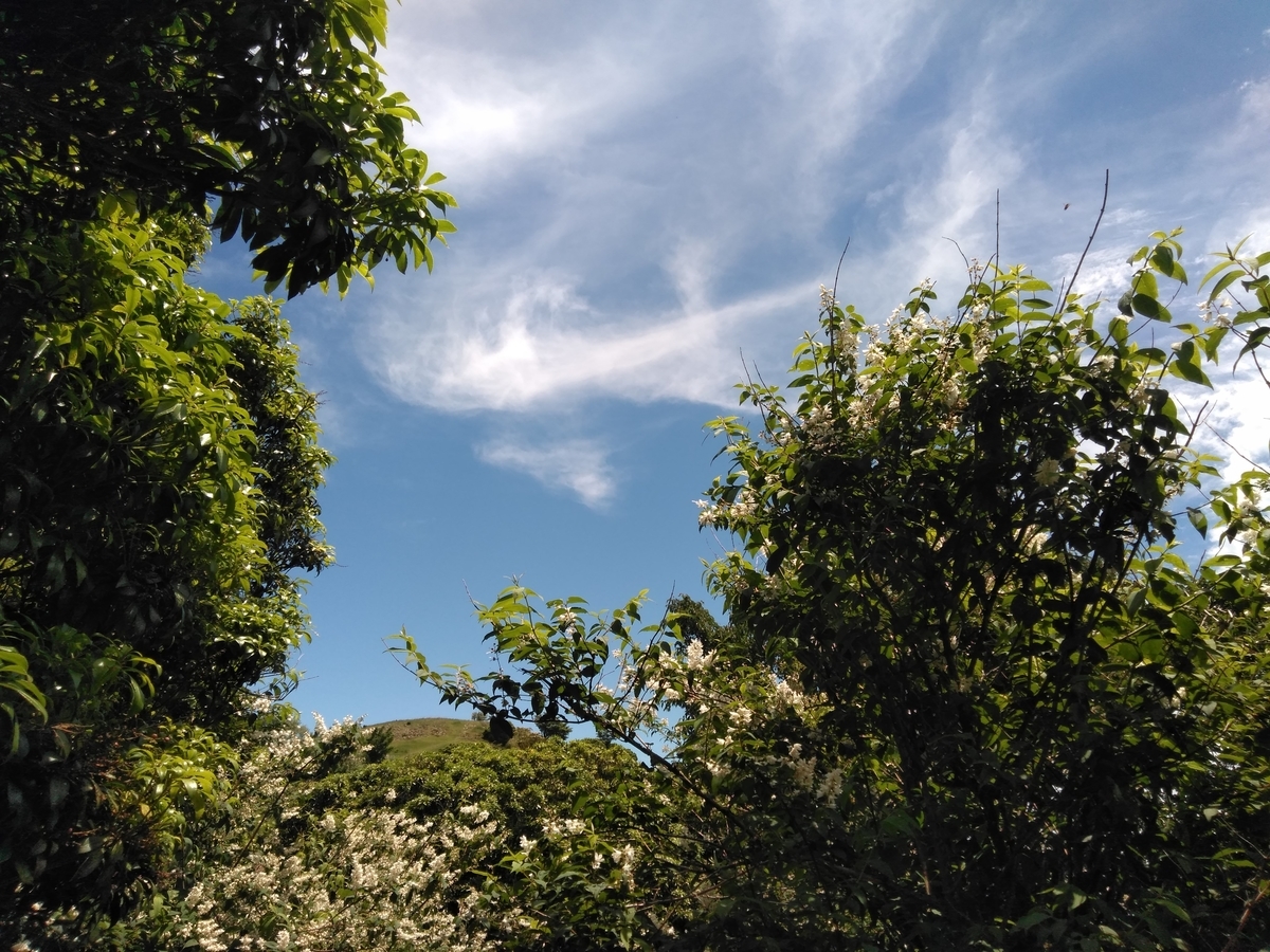 f:id:tiboko:20200618063401j:plain f:id:tiboko:20200618063401j:plain