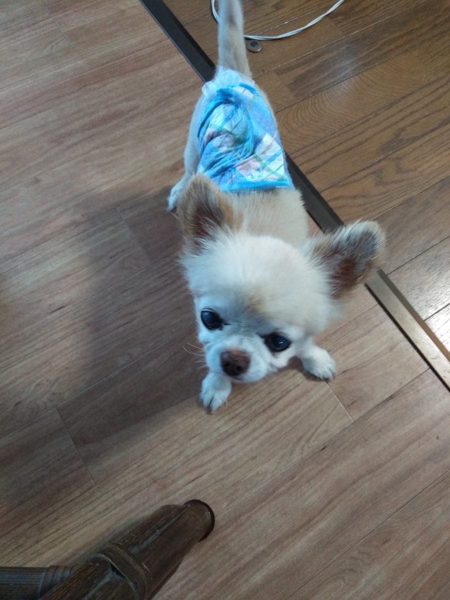 f:id:tiboko:20200813065602j:plain