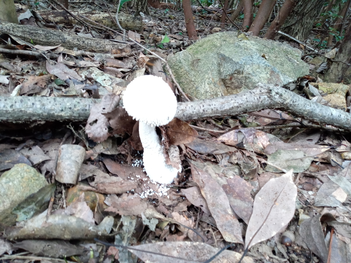 f:id:tiboko:20200918185835j:plain f:id:tiboko:20200918185835j:plain