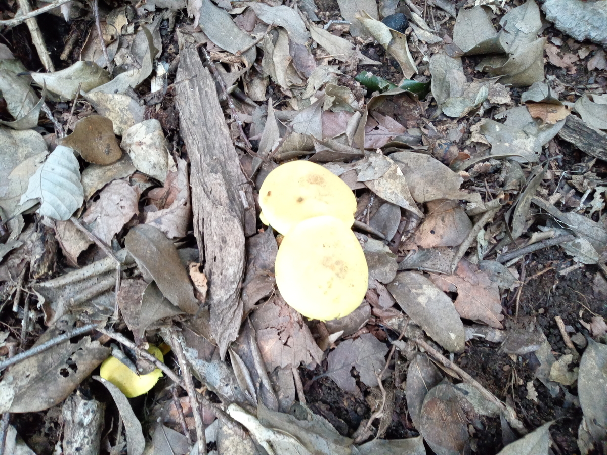 f:id:tiboko:20200918185902j:plain f:id:tiboko:20200918185902j:plain