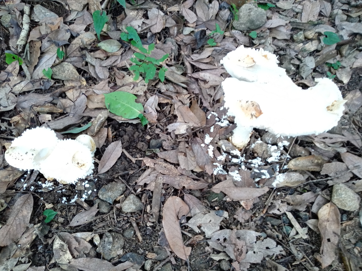 f:id:tiboko:20200918185946j:plain f:id:tiboko:20200918185946j:plain