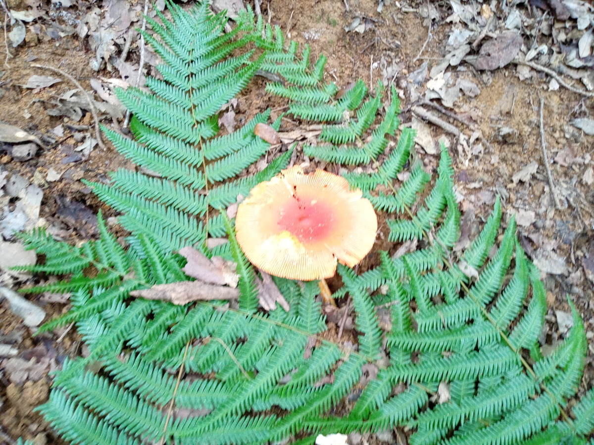 f:id:tiboko:20200918190019j:plain f:id:tiboko:20200918190019j:plain