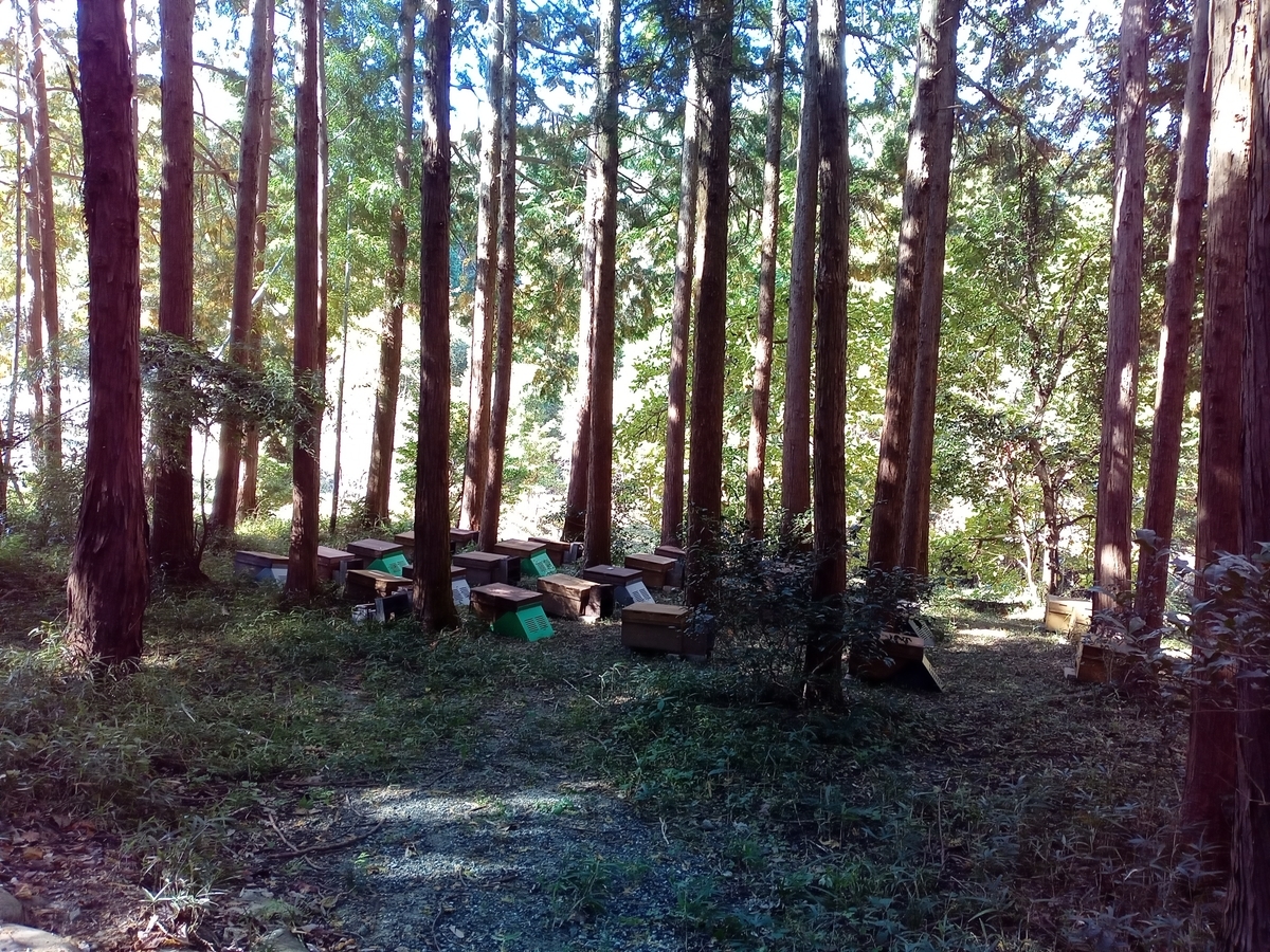 f:id:tiboko:20211114071829j:plain