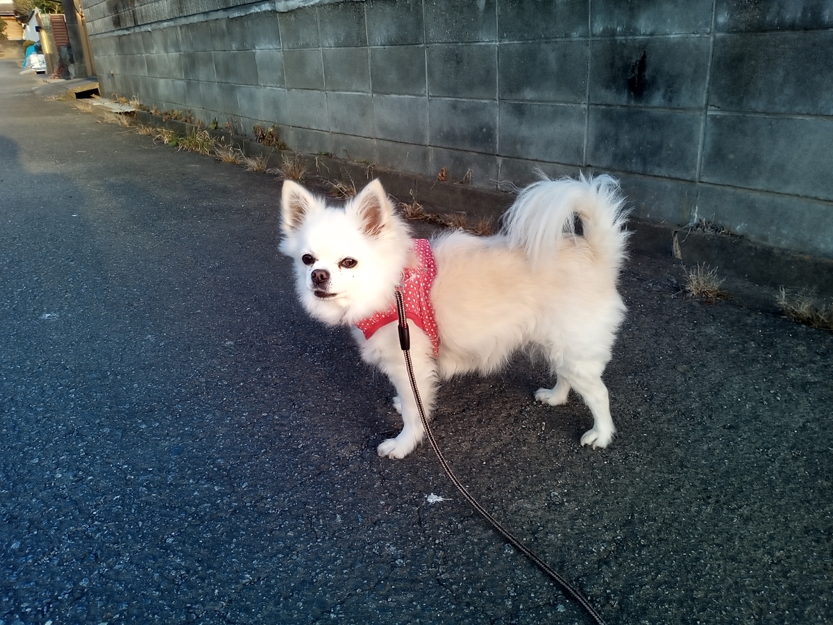 f:id:tiboko:20211123070402j:plain