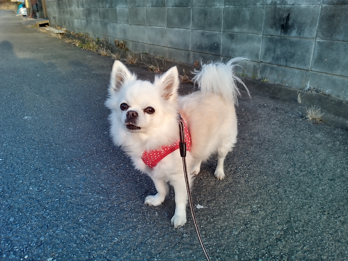 f:id:tiboko:20211123070444j:plain