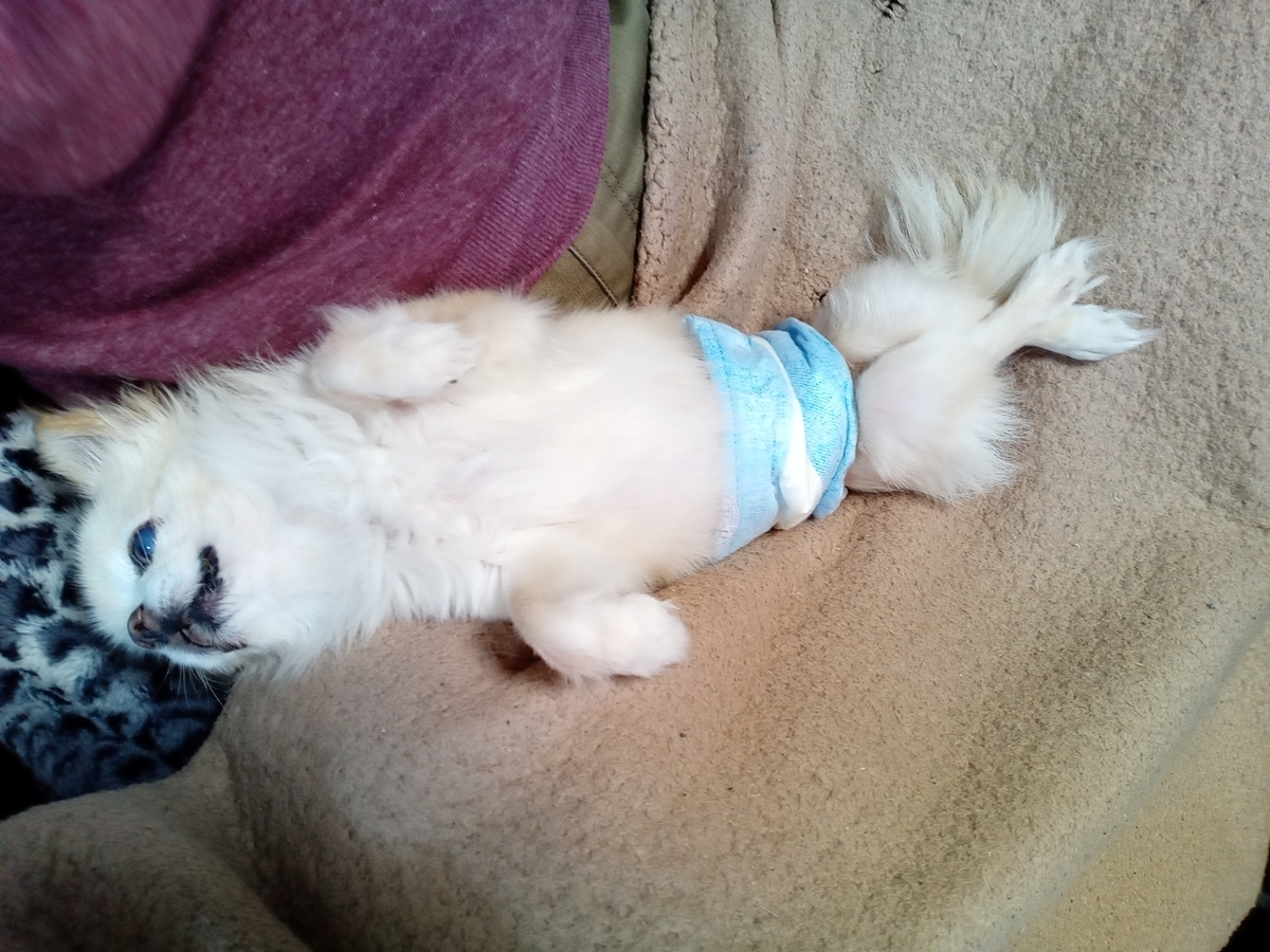 f:id:tiboko:20211123070513j:plain