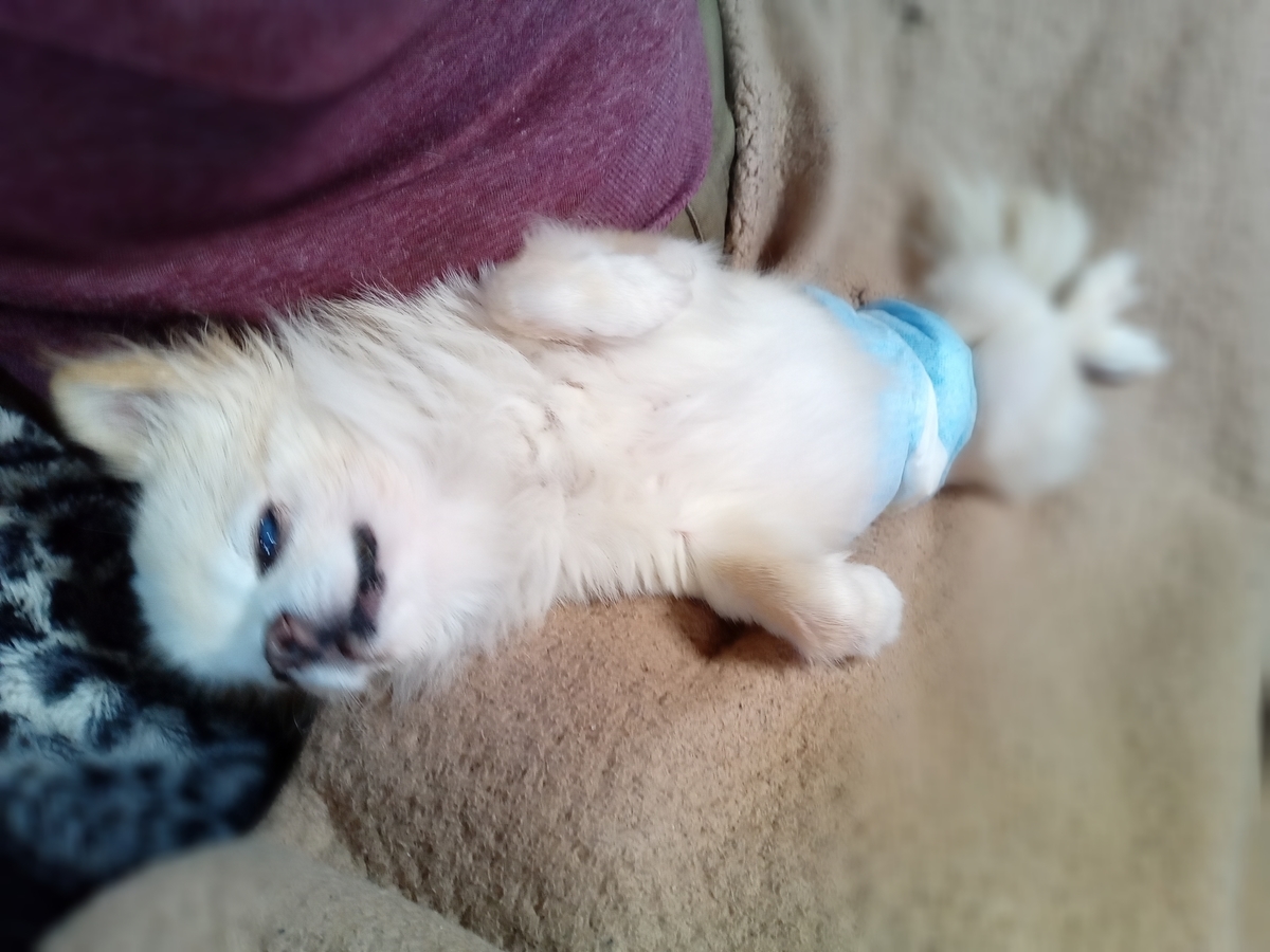 f:id:tiboko:20211123070534j:plain