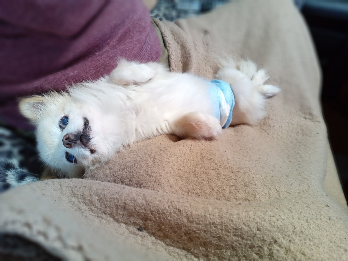 f:id:tiboko:20211123070552j:plain