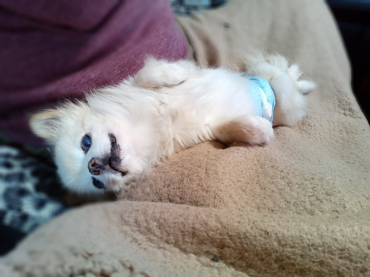 f:id:tiboko:20211123070628j:plain