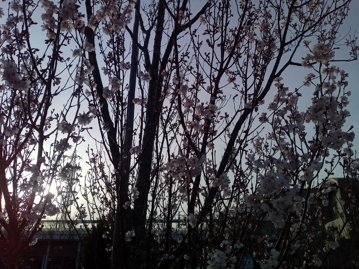 f:id:tiboko:20220322073232j:plain