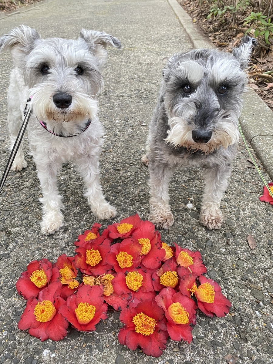 f:id:tictac1986:20220312194917j:plain