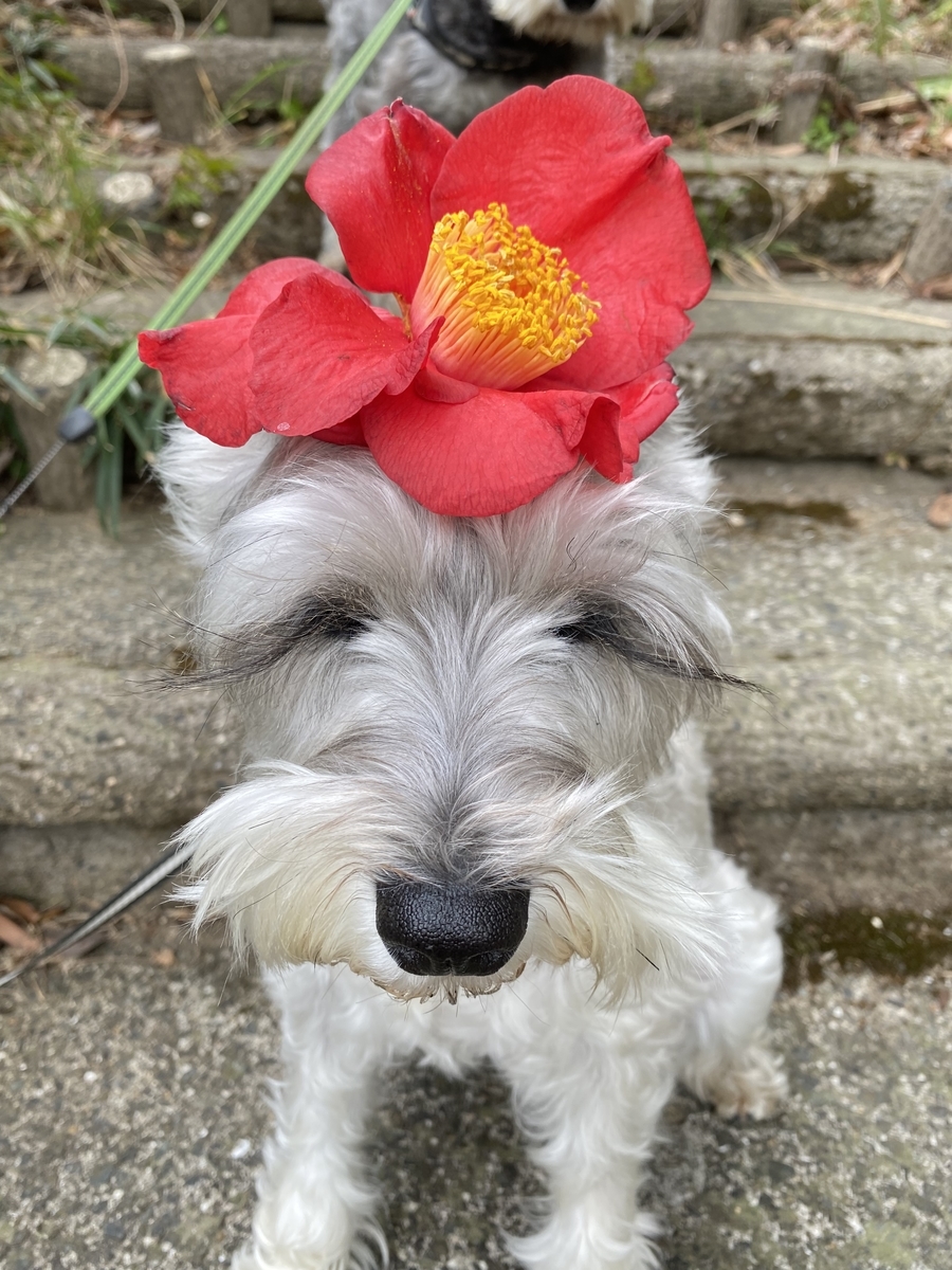 f:id:tictac1986:20220312201250j:plain