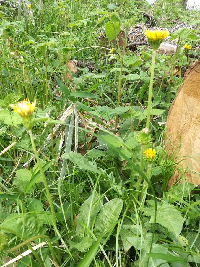 f:id:tidyup:20190501023135p:plain