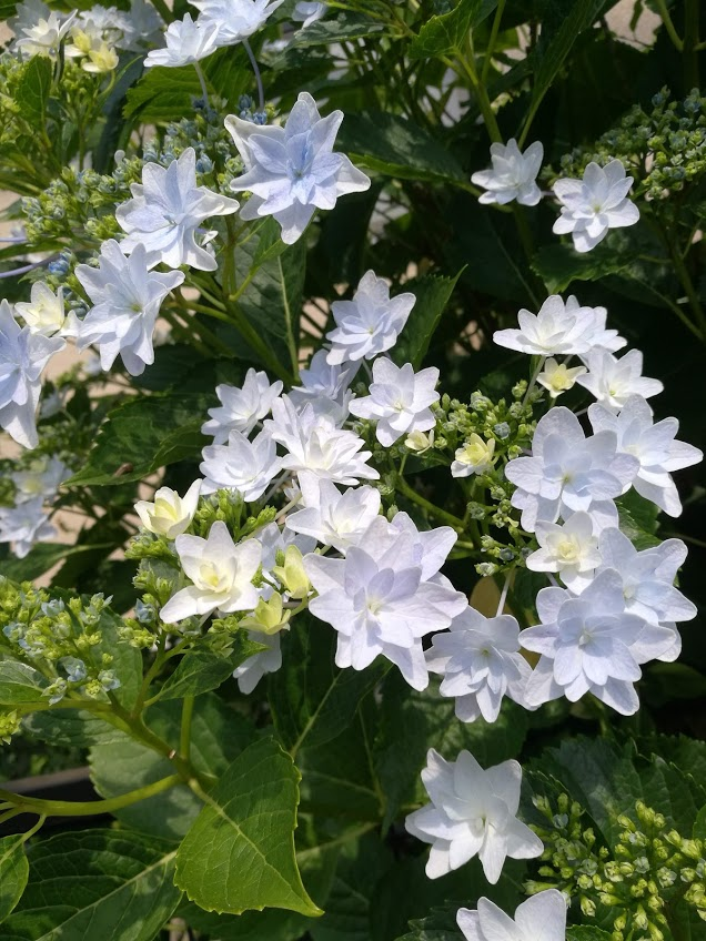 f:id:tidyup:20190612205518p:plain f:id:tidyup:20190612205518p:plain