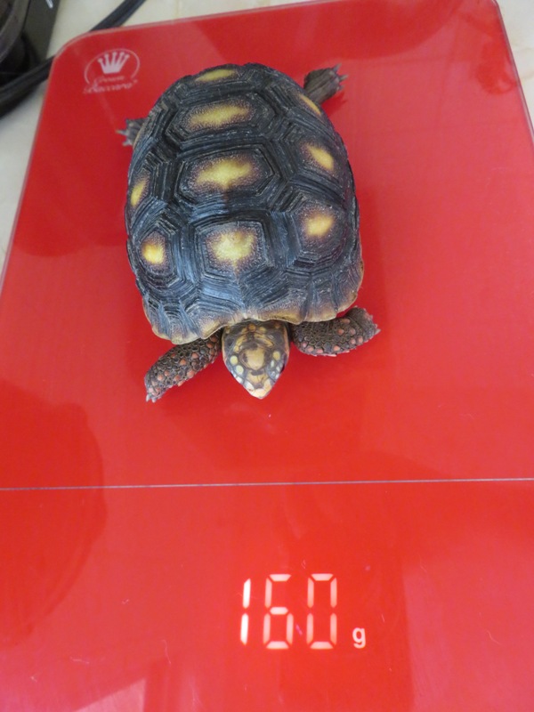 f:id:tierra_azul:20190316111456j:plain f:id:tierra_azul:20190316111456j:plain
