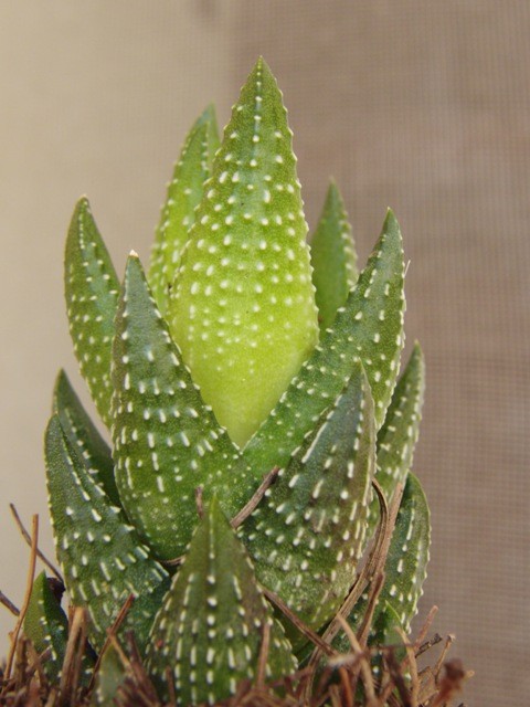 f:id:tierra_verde:20101113120737j:image