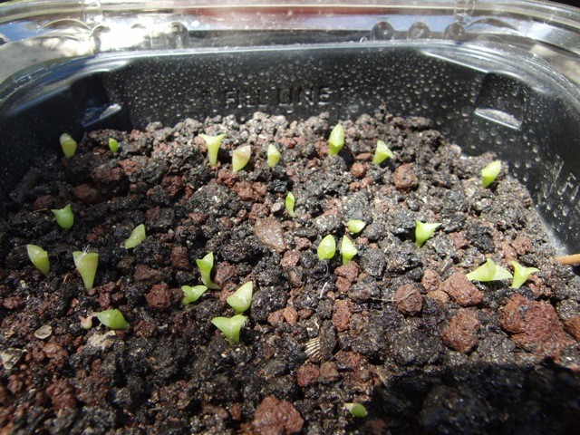 f:id:tierra_verde:20110227121219j:image f:id:tierra_verde:20110227121219j:image