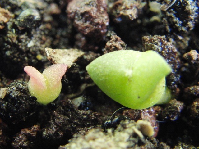 f:id:tierra_verde:20110227121244j:image f:id:tierra_verde:20110227121244j:image