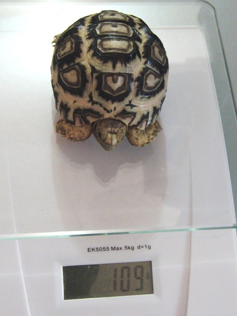 f:id:tierra_verde:20110228150018j:image