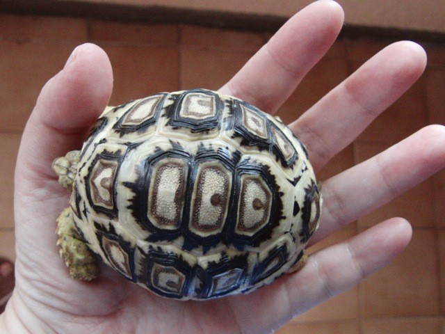 f:id:tierra_verde:20110228152241j:image