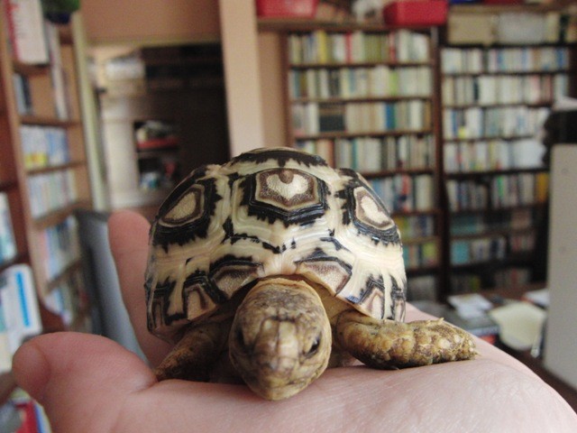 f:id:tierra_verde:20110228152307j:image