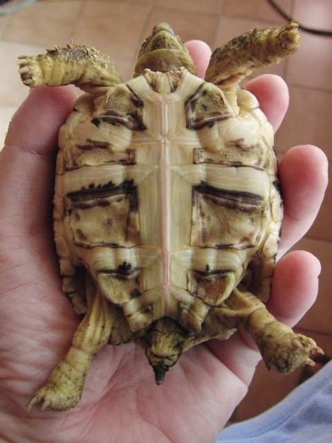 f:id:tierra_verde:20110228152349j:image