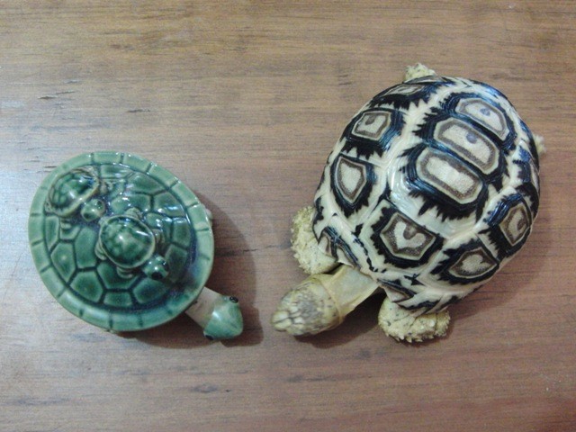 f:id:tierra_verde:20110228153256j:image
