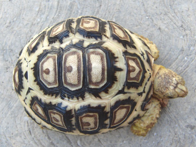 f:id:tierra_verde:20110228155146j:image
