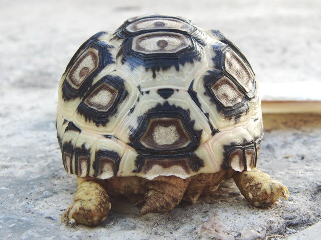 f:id:tierra_verde:20110228155310j:image