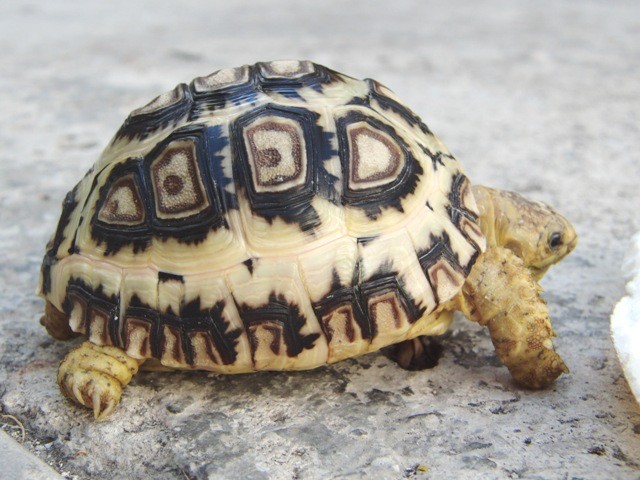 f:id:tierra_verde:20110228155320j:image