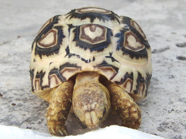 f:id:tierra_verde:20110228155403j:image
