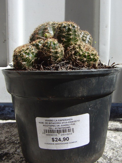 色黒サボテン、アラクナカンサ？ - 南国の隅っこ（旧）