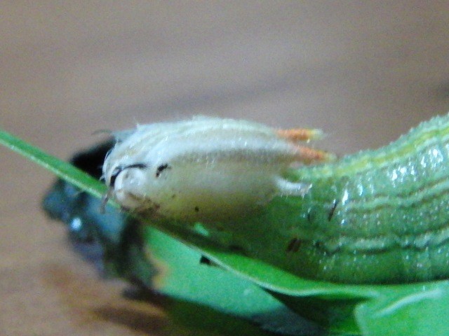 f:id:tierra_verde:20111127182242j:image